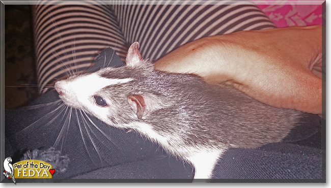 Fedya the Fancy Rat, the Pet of the Day