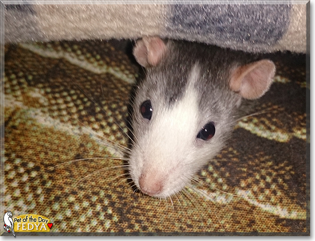 Fedya the Fancy Rat, the Pet of the Day