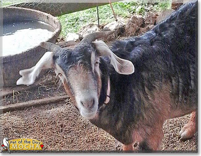 Mocha the Goat, the Pet of the Day