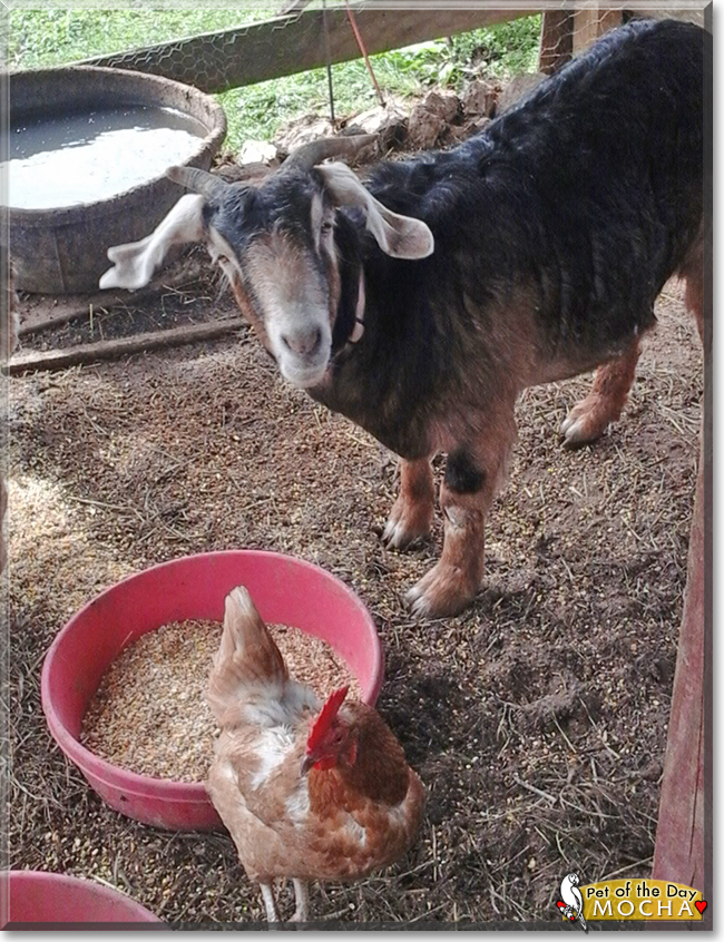 Mocha the Goat, the Pet of the Day