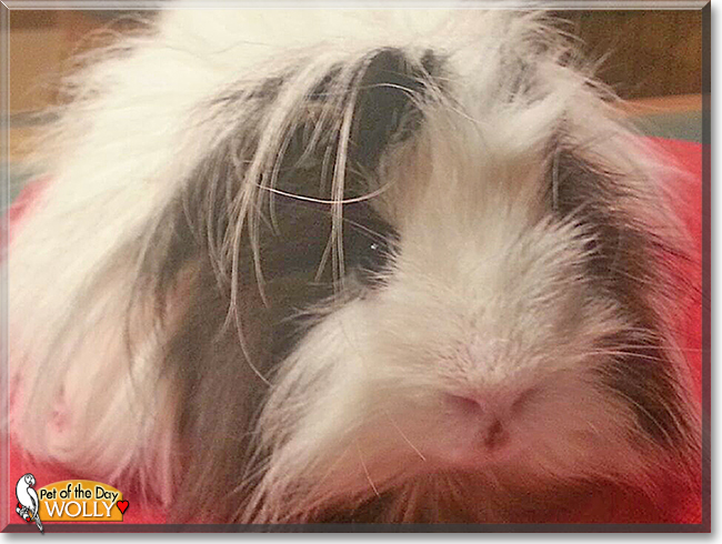 Wolly the Guinea Pig, the Pet of the Day