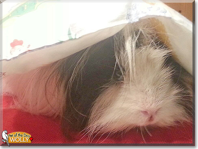 Wolly the Guinea Pig, the Pet of the Day
