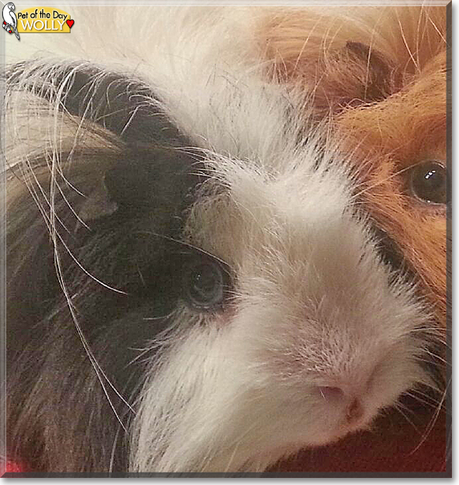 Wolly the Guinea Pig, the Pet of the Day