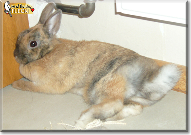 Flecki the Rabbit, the Pet of the Day