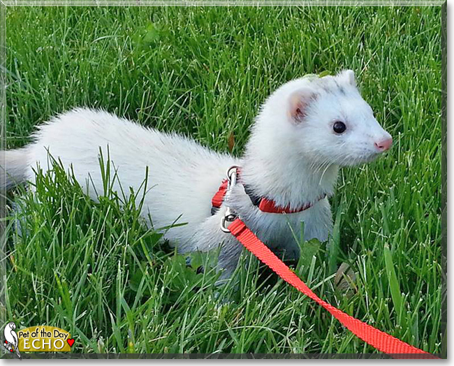Echo the Ferret, the Pet of the Day