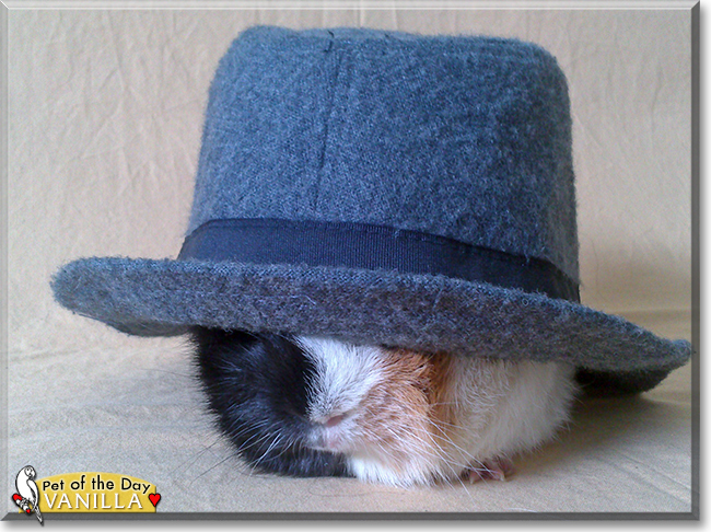 Vanilla the Guinea Pig, the Pet of the Day