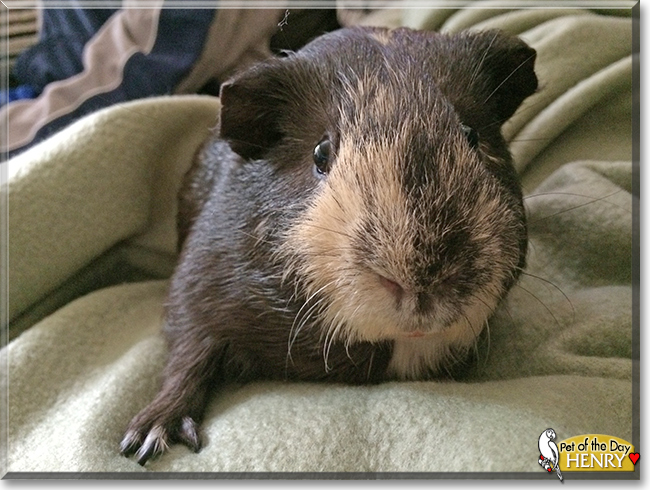 Henry the Guinea Pig, the Pet of the Day