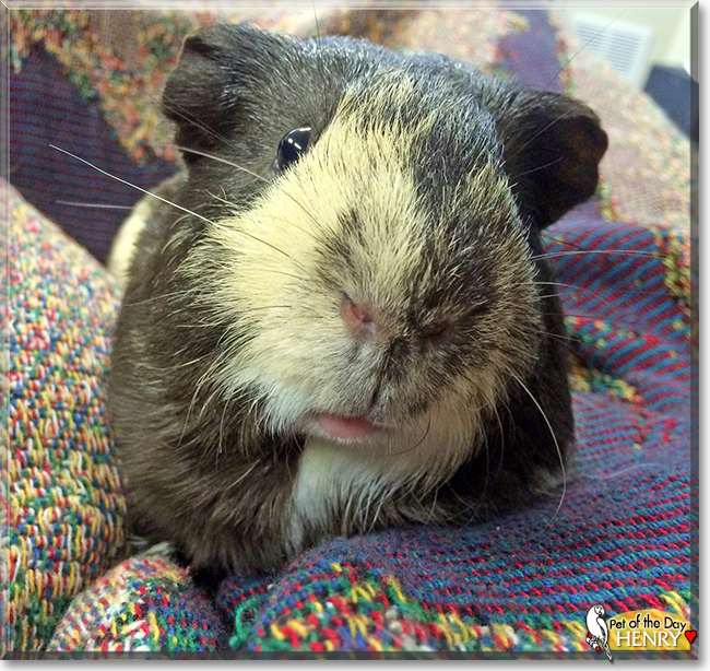 Henry the Guinea Pig, the Pet of the Day
