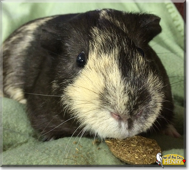 Henry the Guinea Pig, the Pet of the Day