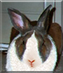 Austin Powers the Dutch Rabbit