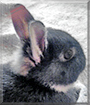Sweety the Dwarf Rabbit