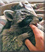 Meeko the Raccoon