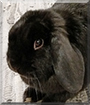 Licorice the German Lop Rabbit