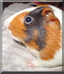 Zane the Guinea Pig