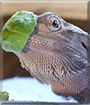 Finik the Bearded Dragon