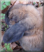 Nibbles the Dwarf Lop Rabbit