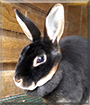Coconut the Chocolate Mini Rex Rabbit