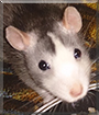 Fedya the Fancy Rat