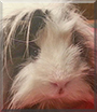 Wolly the Guinea Pig