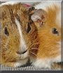 Lilly and Flöckchen  the Guinea Pigs