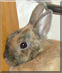 Flecki the Rabbit