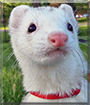 Echo the Ferret