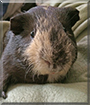 Henry the Guinea Pig