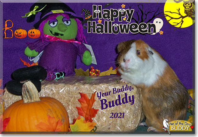 Buddy the English Short-Hair Cavy, the Pet of the Day