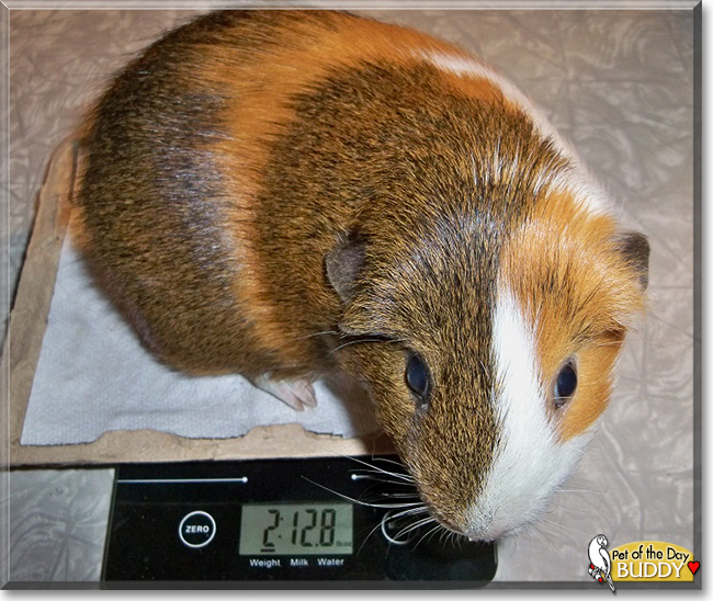 Buddy the English Short-Hair Cavy, the Pet of the Day