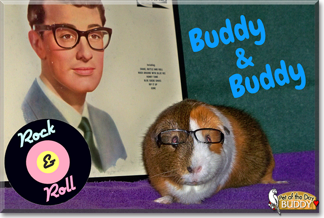 Buddy the English Short-Hair Cavy, the Pet of the Day