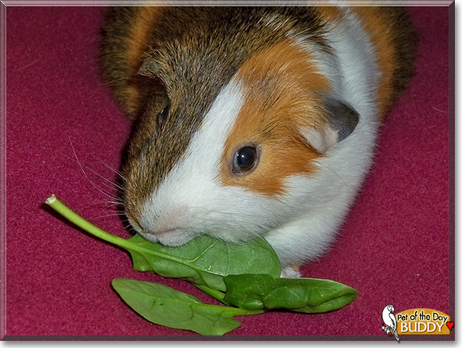 Buddy the English Short-Hair Cavy, the Pet of the Day