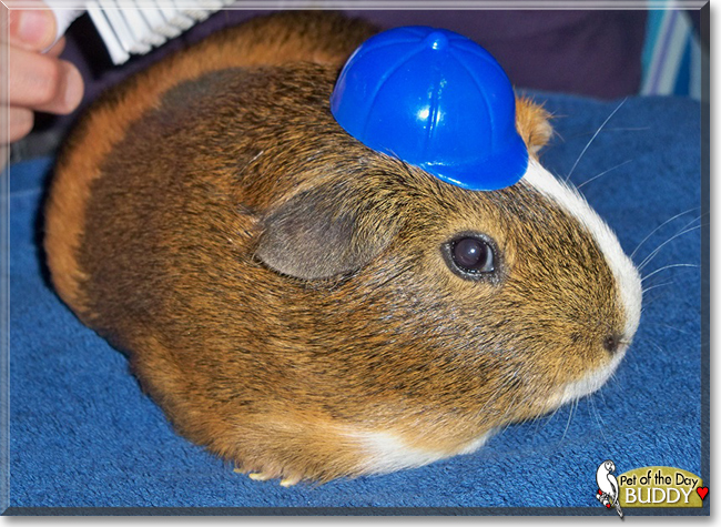 Buddy the English Short-Hair Cavy, the Pet of the Day