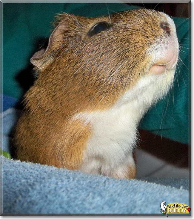 Buddy the English Short-Hair Cavy, the Pet of the Day