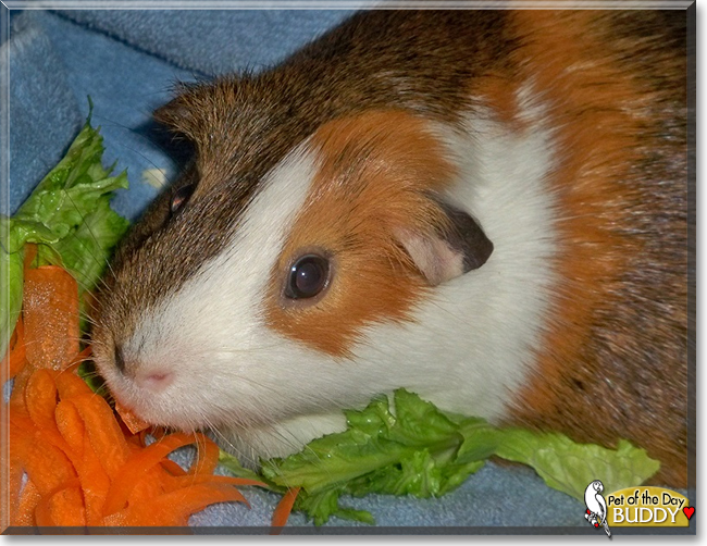 Buddy the English Short-Hair Cavy, the Pet of the Day