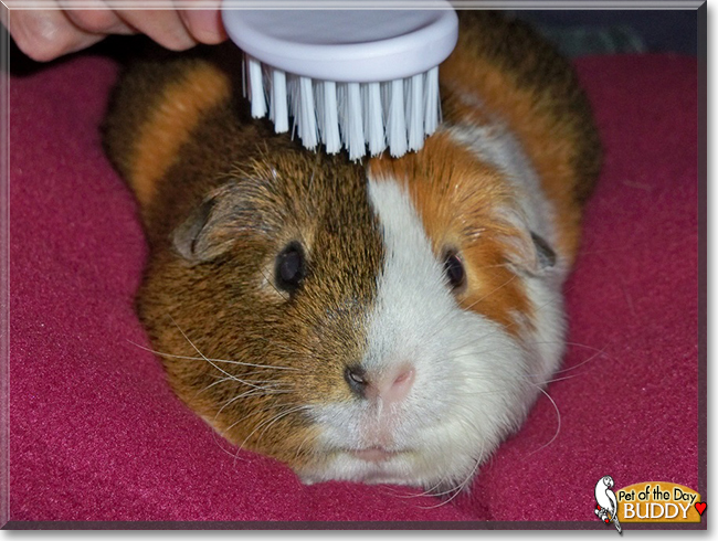 Buddy the English Short-Hair Cavy, the Pet of the Day