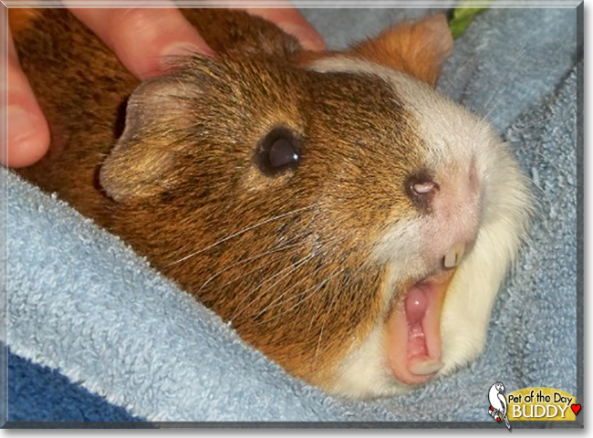 Buddy the English Short-Hair Cavy, the Pet of the Day