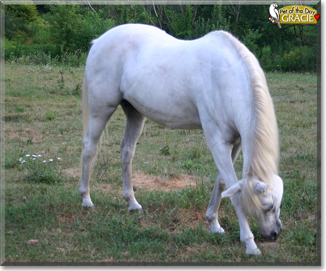 Gracie the Welsh Pony, Arabian Horse mix, the Pet of the Day