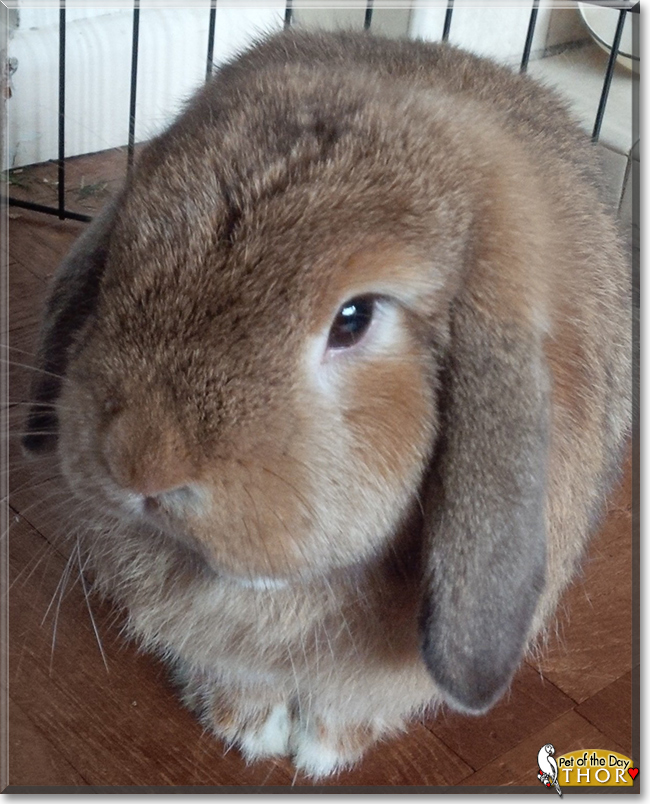Thor the Mini Lop Rabbit, the Pet of the Day