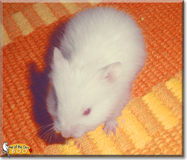 All About Syrian Hamsters - Petopedia