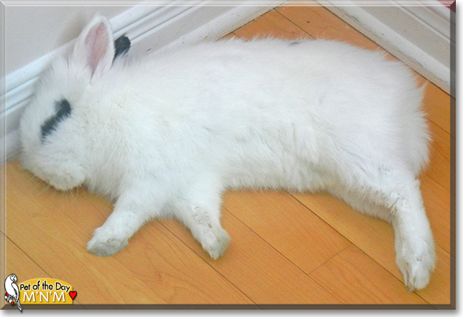 M'n'M the Lionhead/Dwarf Rabbit mix, the Pet of the Day
