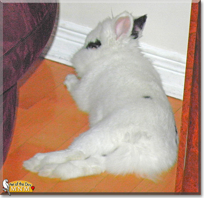 M'n'M the Lionhead/Dwarf Rabbit mix, the Pet of the Day