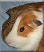 Buddy the English Short-Hair Cavy