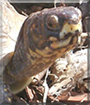 Myrtle the Box Turtle