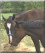 Tontoe the Paint Horse and Majic the Hackney, Welsh Pony cross