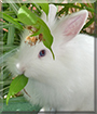 Snoopy the Lionhead Rabbit