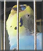 Muchi the Budgerigar
