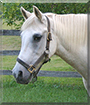 Gracie the Welsh Pony, Arabian Horse mix