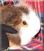 Vincent the Swiss Guinea Pig