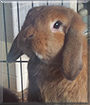Thor the Mini Lop Rabbit