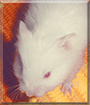 Boo the Syrian Hamster